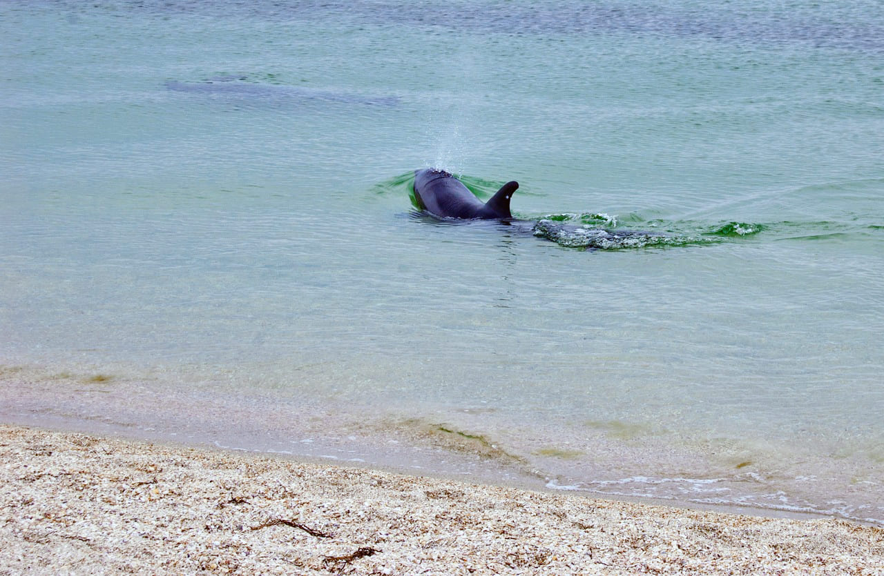 Дельфин на побережье Тендровской косы