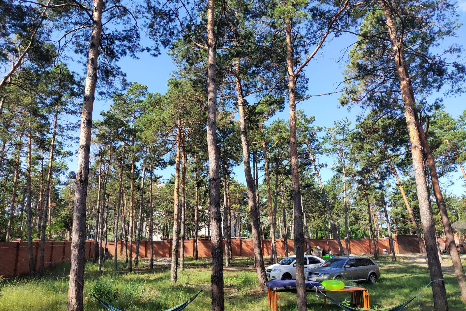 Отдых среди соснового леса в Коблево