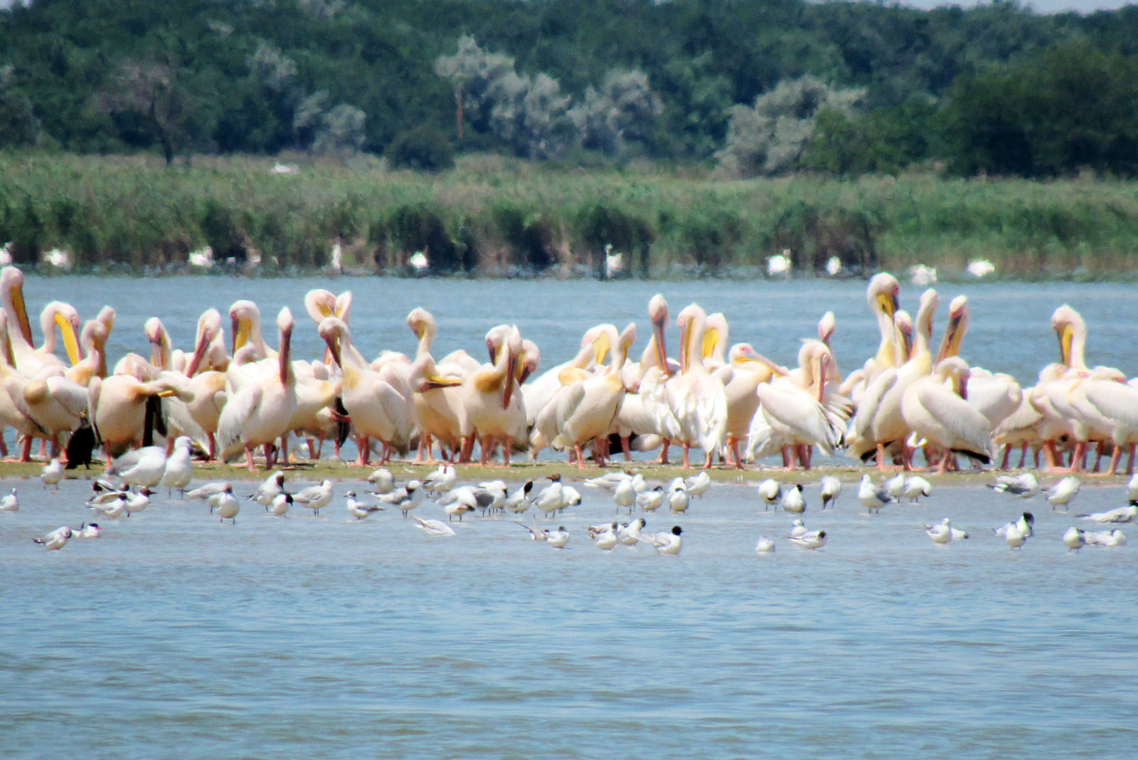 Пеликаны на Джантшейском озере