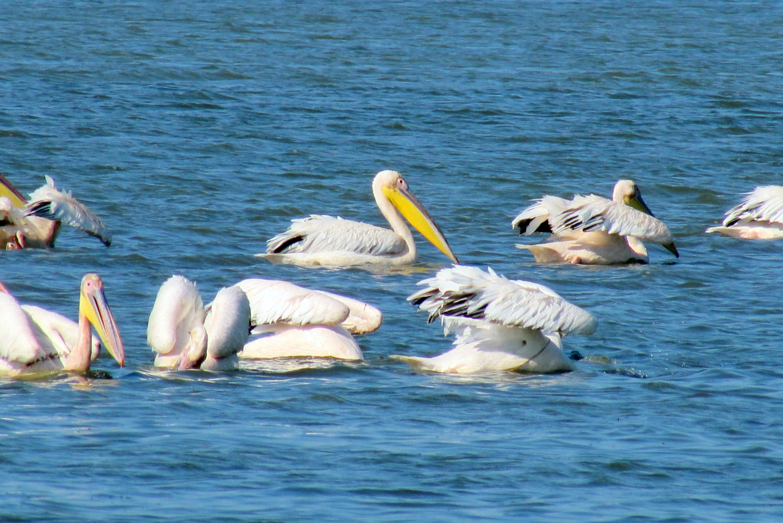 Пеликаны на озере в Рассейке