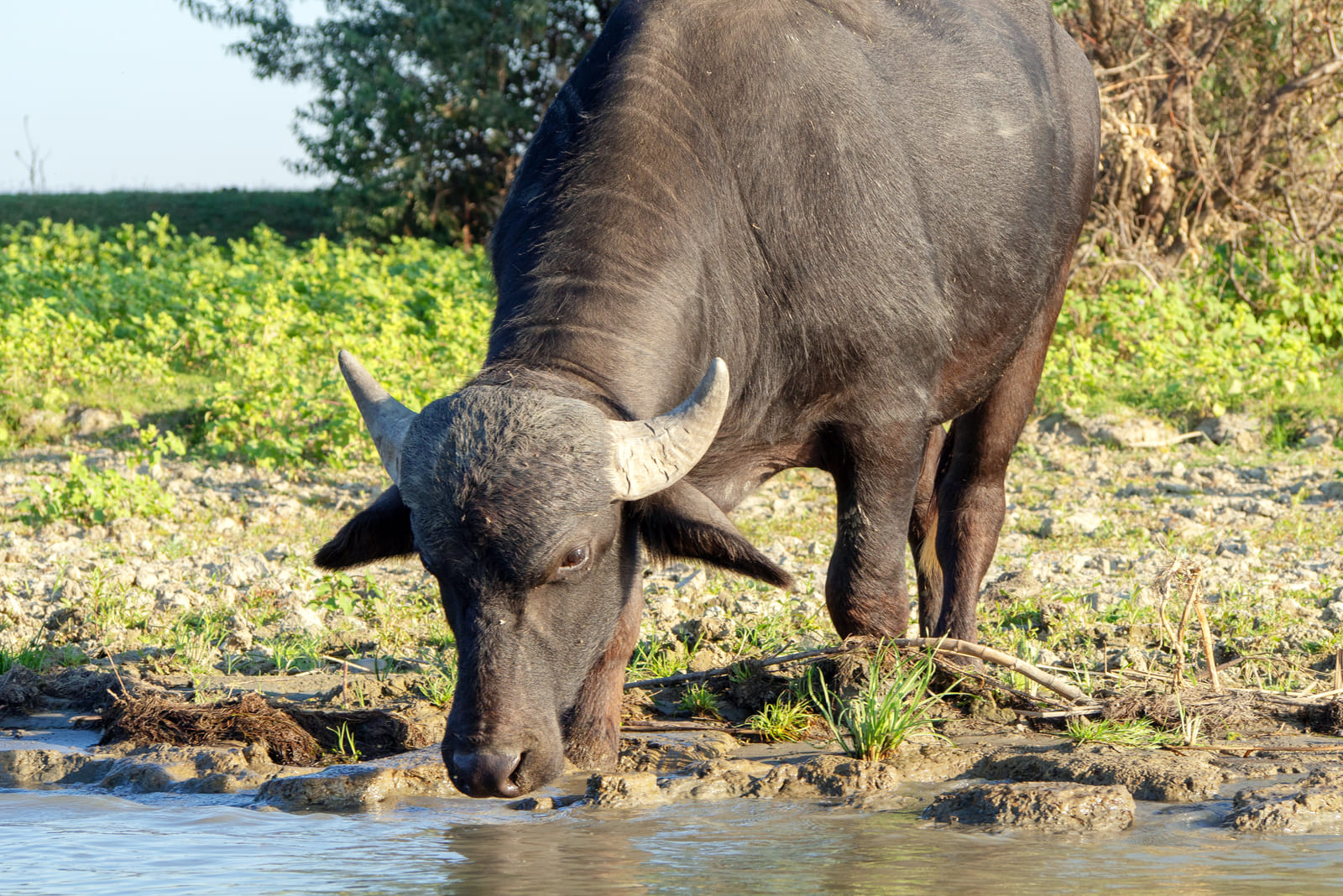 Азиатские буйволы, обитающие в Дунайском заповеднике