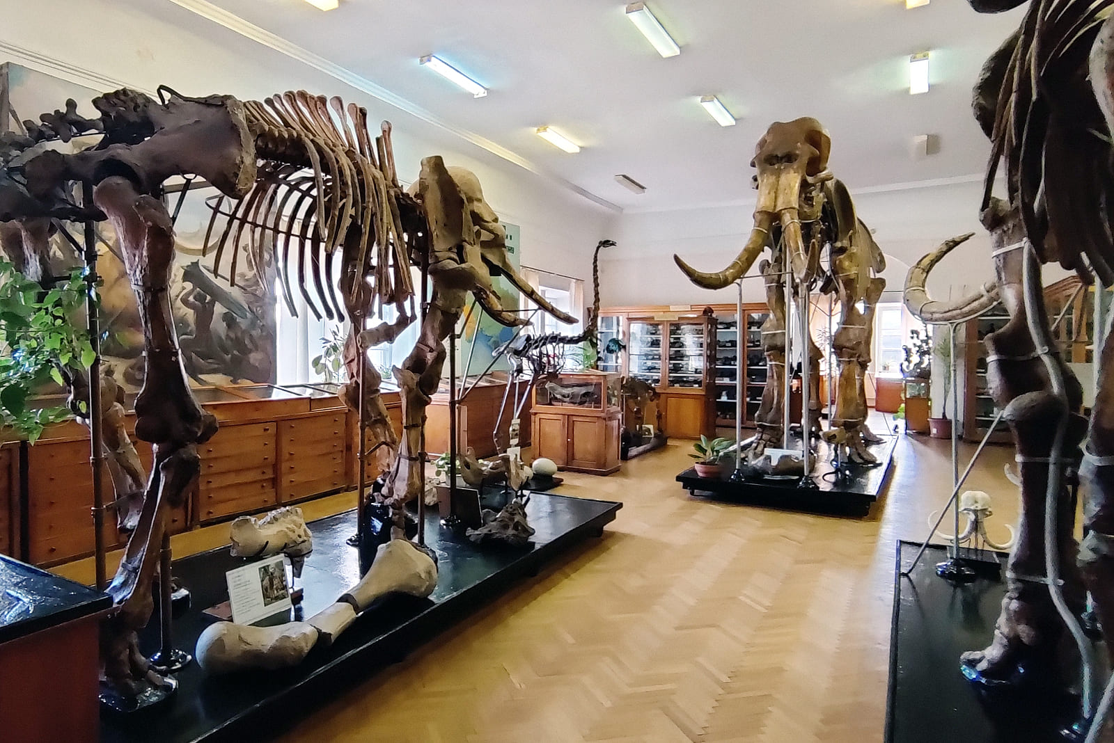 Палеонтологический музей в Одессе