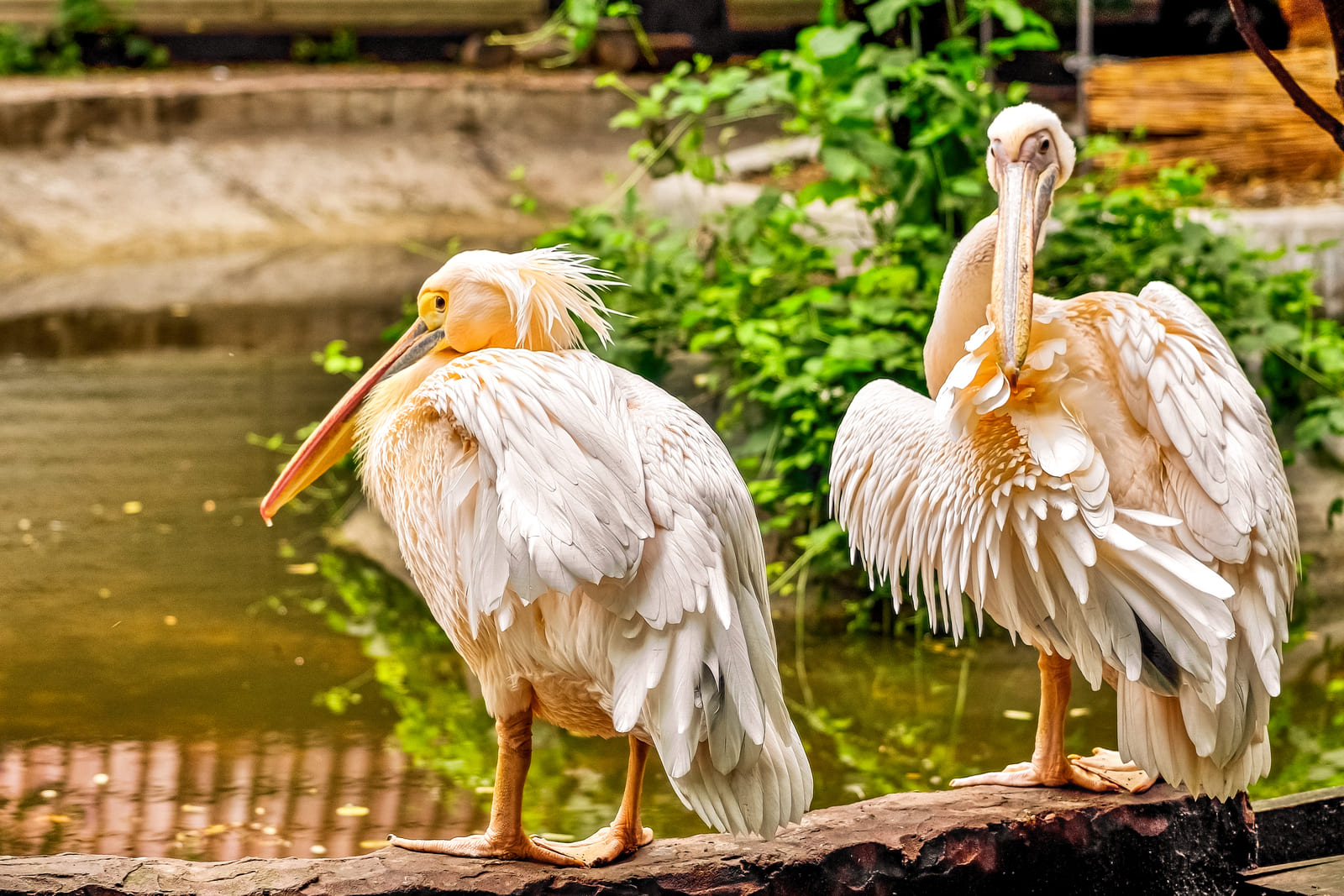 Розовые пеликаны в одесском зоопарке