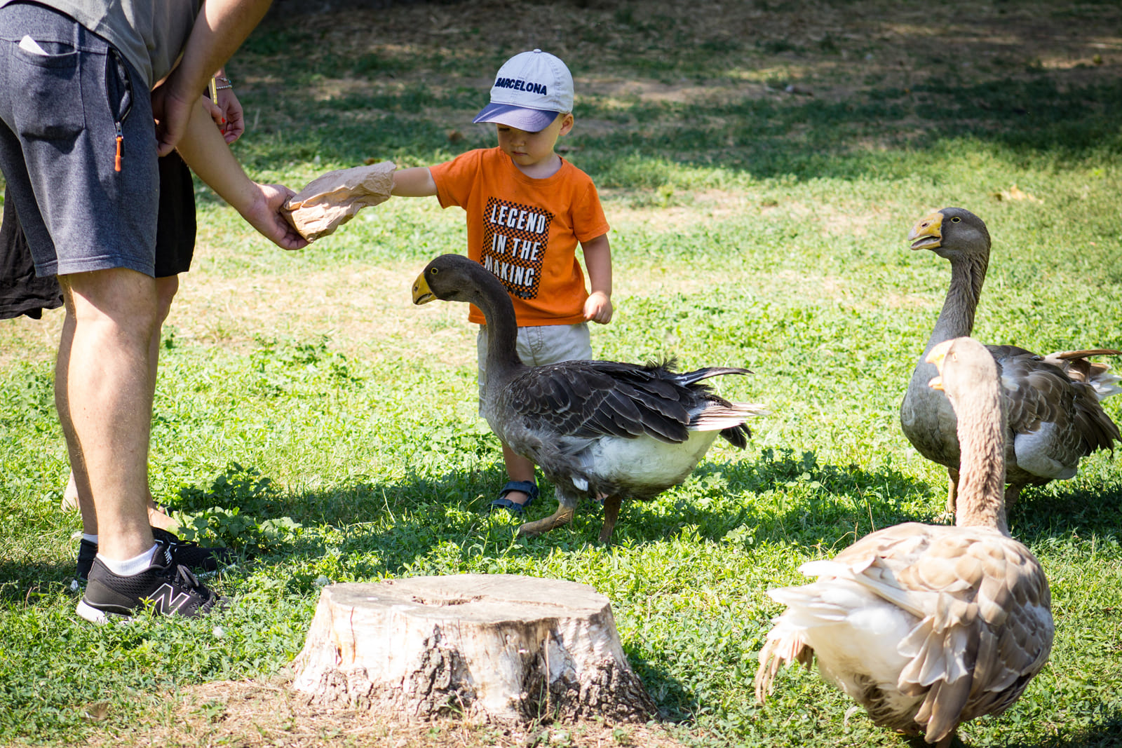 Знакомство ребенка с гусями в зоопарке